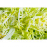 3 mm Grating Disc for Electric Vegetable Cutter - Dynamic